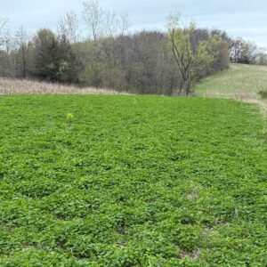 Field grown from priority seed blend of alfalfa, clover and chicory