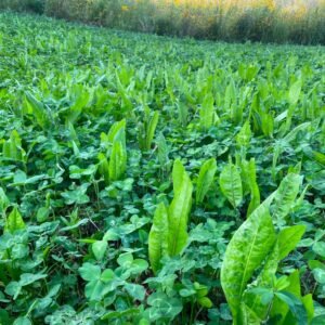 Field grown from priority seed blend of alfalfa, clover and chicory