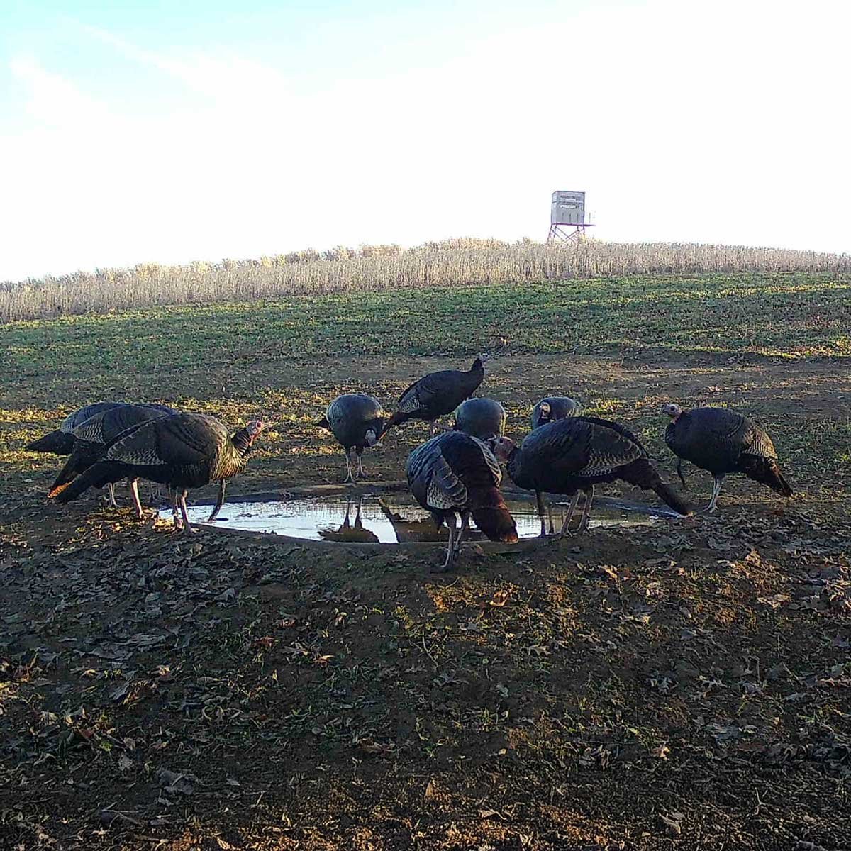 Turkey gathered around deer pond