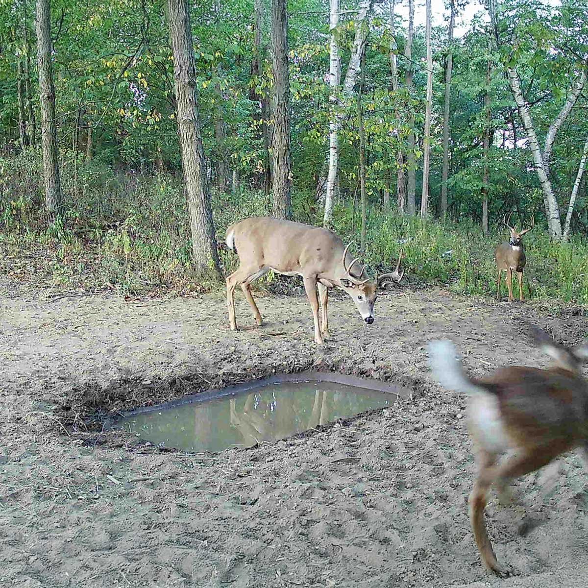 Deer gathered around deer pond