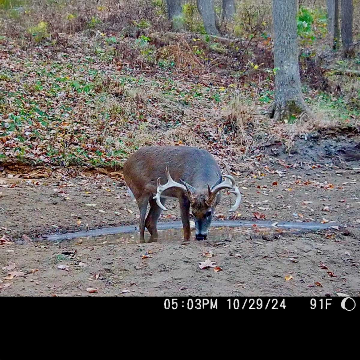 Deer drinking from deer pond on web camera